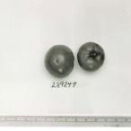 Click for 1 image(s) for this accession. FRUIT